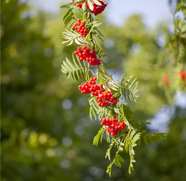 Lebensbaum Gewöhnliche Eberesche