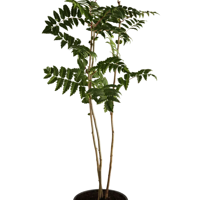 Lebensbaum Gewöhnliche Eberesche