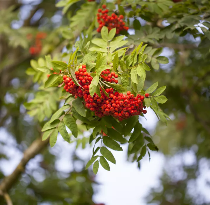 Lebensbaum Gewöhnliche Eberesche