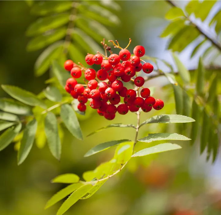 Lebensbaum Gewöhnliche Eberesche