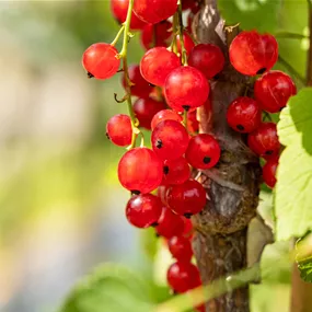 Ribes rubr. Jonkher van Tets