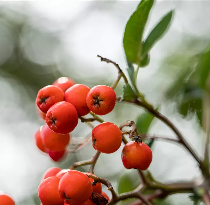 Lebensbaum Gewöhnliche Eberesche