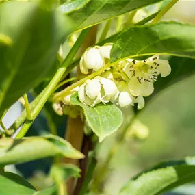 Actinidia arguta Weikii