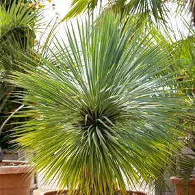Yucca rostrata