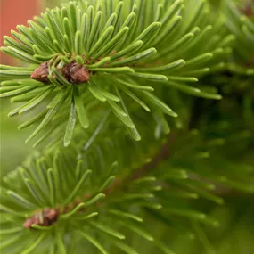 Nordmanntanne, 110-140 cm