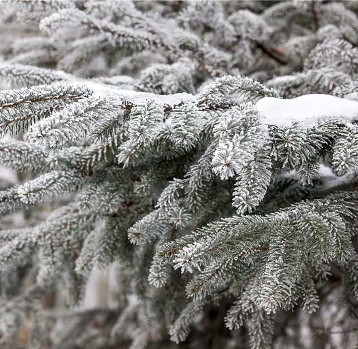 Nordmanntanne, 210-240 cm