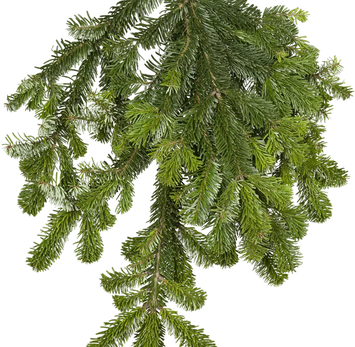 Nordmanntanne, 120-160 cm