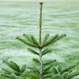 Nordmanntanne, 210-240 cm