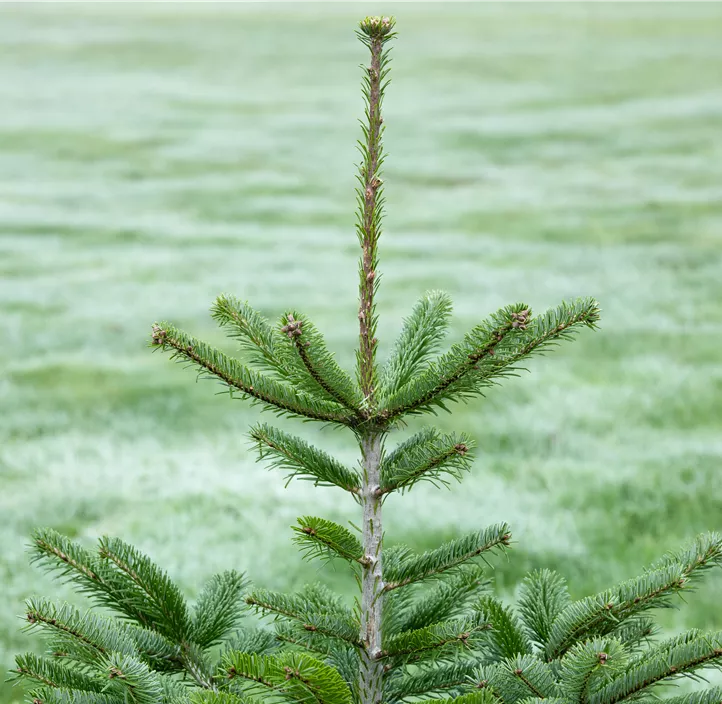 Nordmanntanne, 210-240 cm