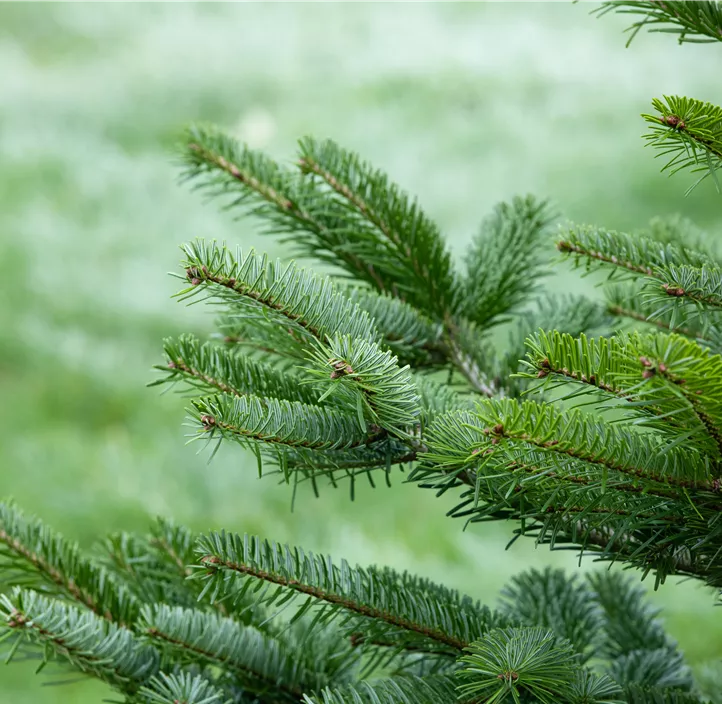 Nordmanntanne, 210-240 cm