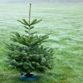 Nordmanntanne, 160-220 cm