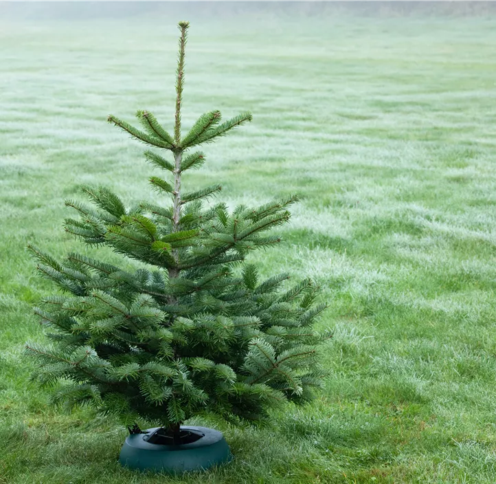 Nordmanntanne, 210-240 cm
