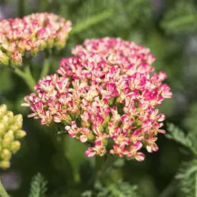 Achillea millefolium Milly Rock Rose