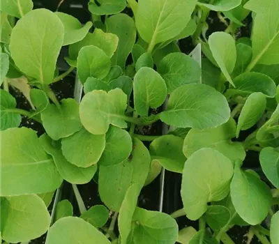 Asia Brassica repa
