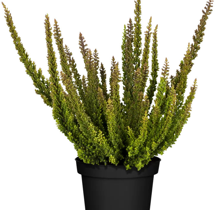 Knospenblüherheide Beauty Ladies® 'Skyline®'