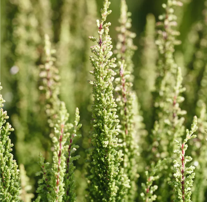 Knospenblüherheide Beauty Ladies® 'Skyline®'