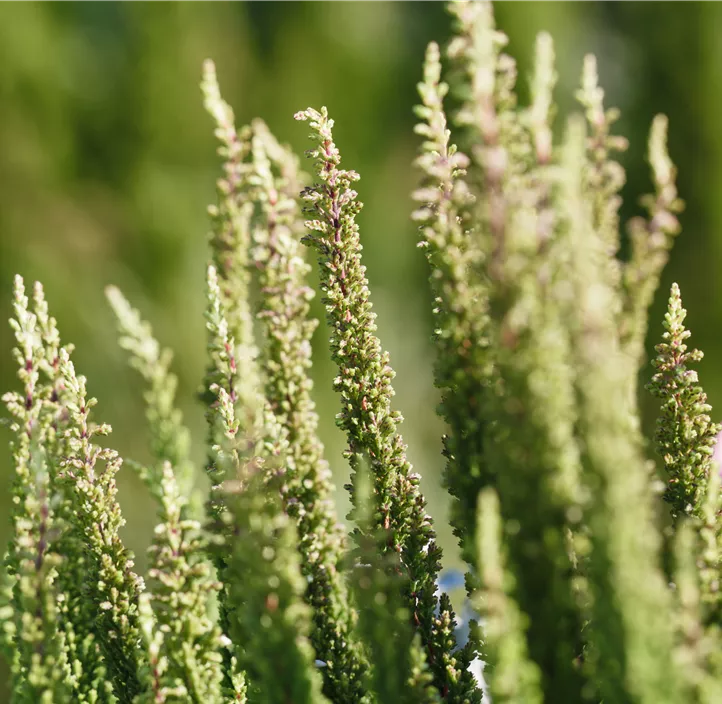 Knospenblüherheide Beauty Ladies® 'Skyline®'