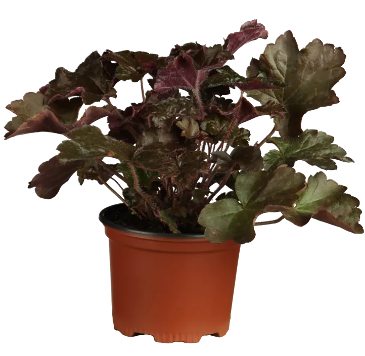 Purpurglöckchen