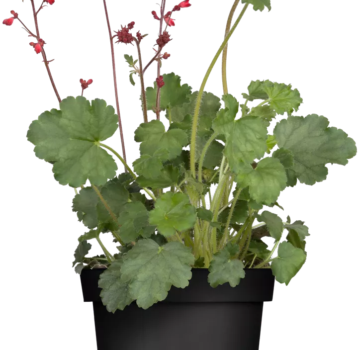 Purpurglöckchen