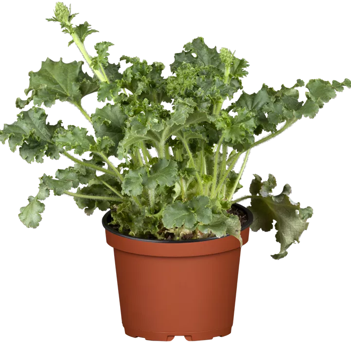 Purpurglöckchen