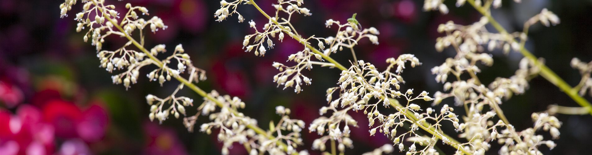 Heuchera