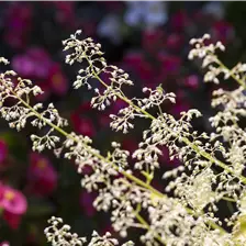 Heuchera