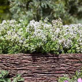 Thymus vulgaris Compactus
