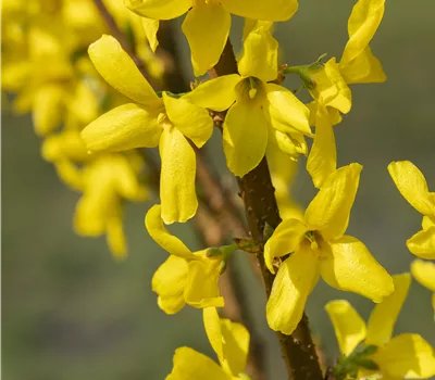 Forsythia intermedia Lynwood Gold (Lieferartikel)