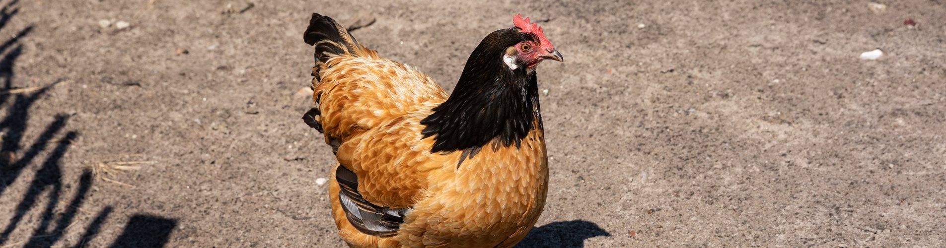 Huhn im Stall Huhn im Stall