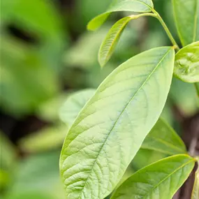 Asimina triloba Sorten