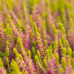 Calluna Golden Berry