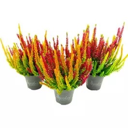 Calluna vulgaris Beauty Ladies Symphony