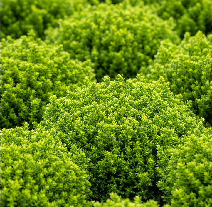 Strauchveronika 'Green Boys'