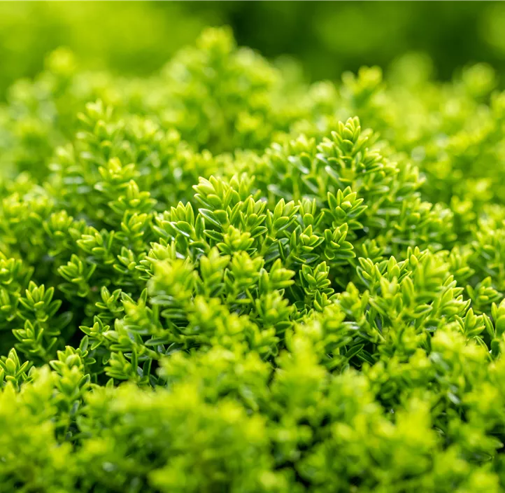 Strauchveronika 'Green Boys'