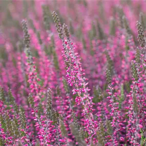 Calluna vulgaris Garden Girls
