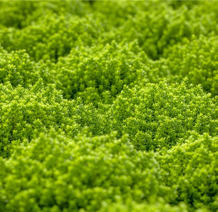 Strauchveronika 'Green Boys'