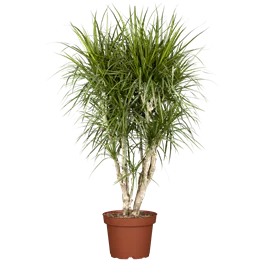 Dracaena Drago