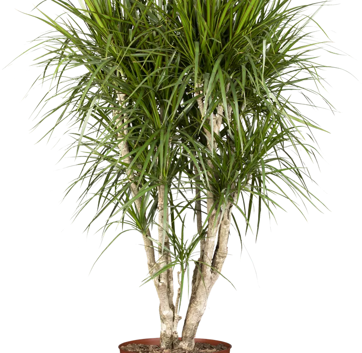 Dracaena