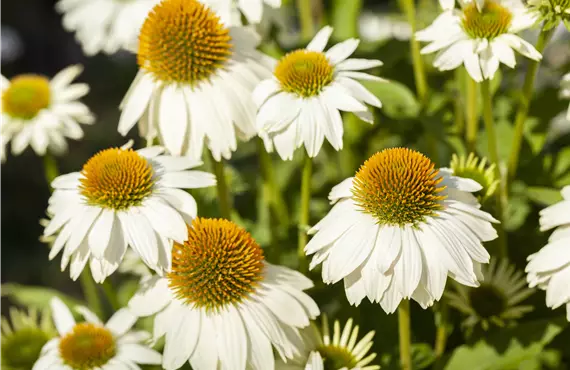 Echinacea purpurea 'PowWow® White'