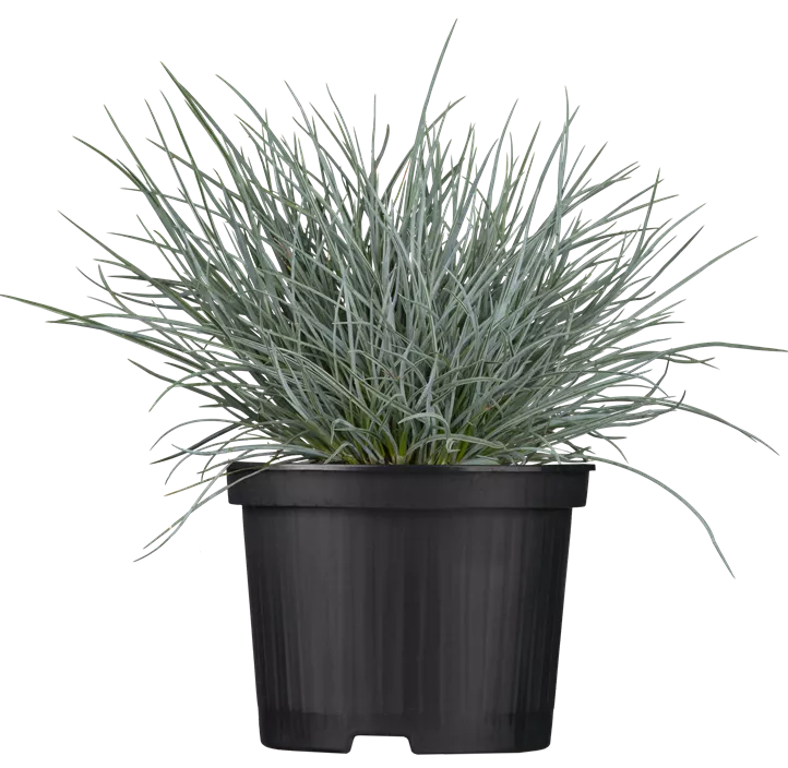 Blau-Schwingel 'Zwergenkönig'