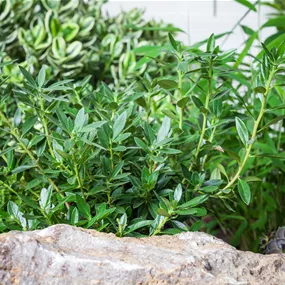 Hebe andersonii grünlaubig Addenda