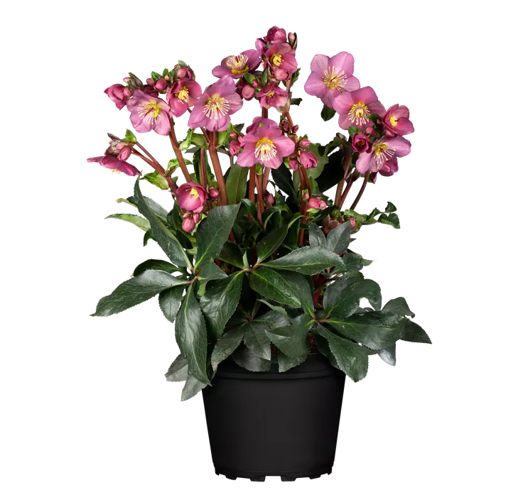 Christrose 'HGC® Ice N´Roses® Pink'