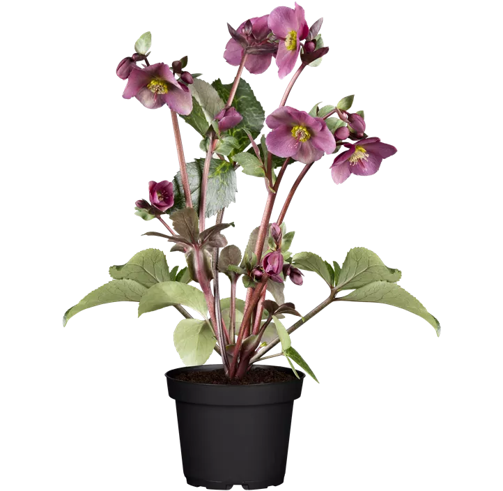 Christrose 'HGC® Ice N´Roses® Red'