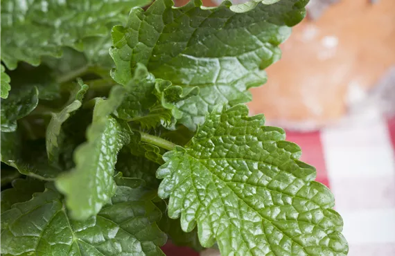 Erdbeeren im Hochbeet Melisse