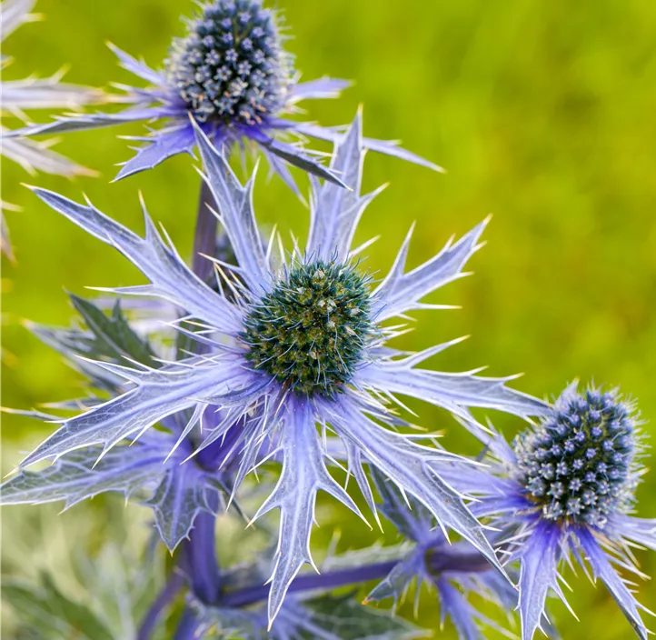 Flachblättriger Mannstreu