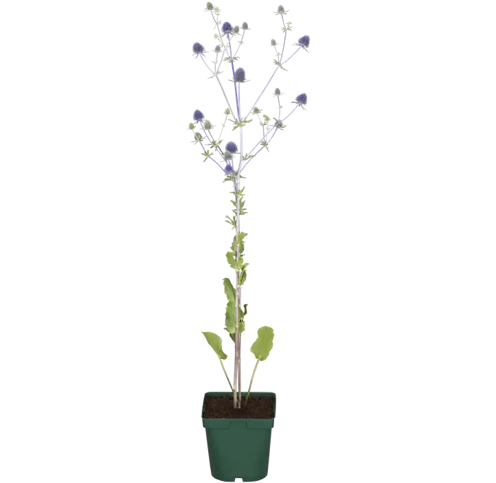 Flachblättriger Mannstreu