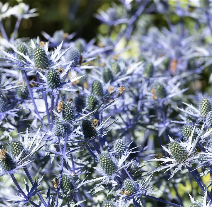 Flachblättriger Mannstreu