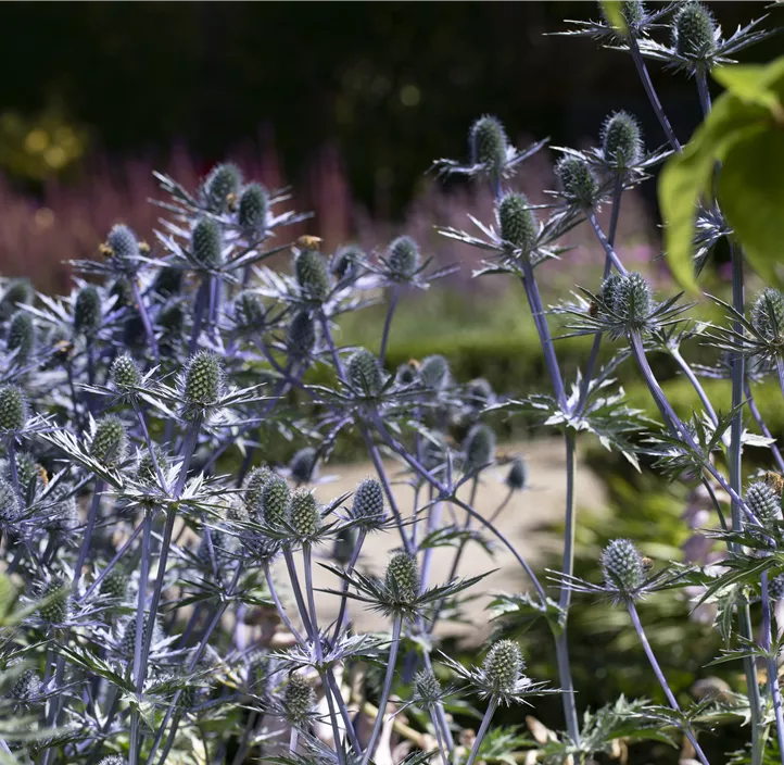 Flachblättriger Mannstreu