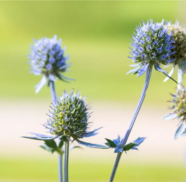 Flachblättriger Mannstreu