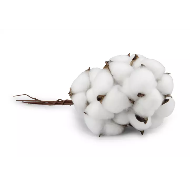 Baumwollfrucht am Draht